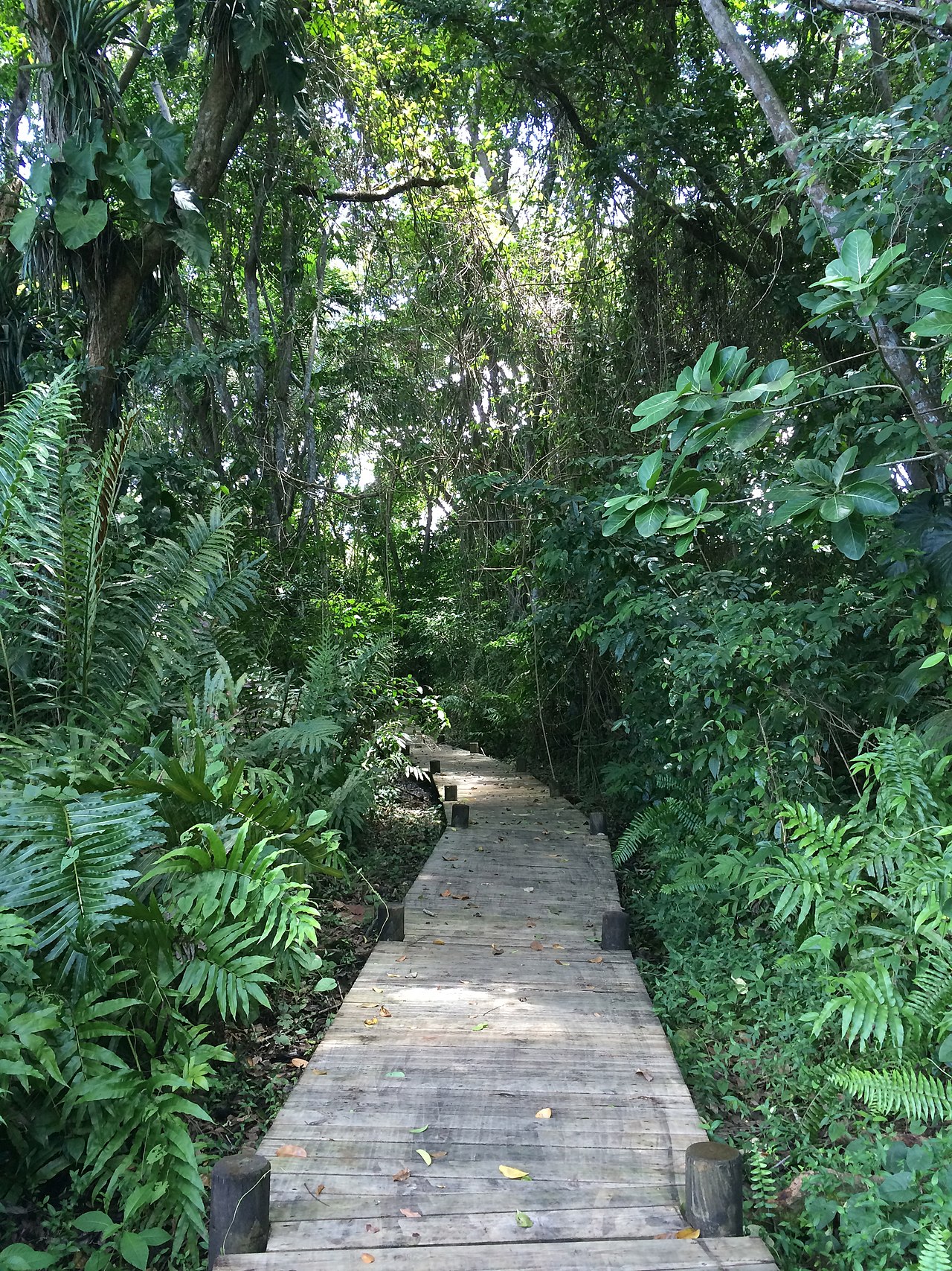 Maison de la mangrove, Les Abymes